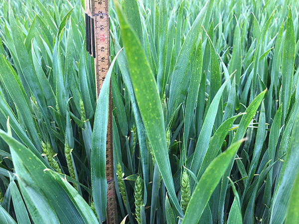 Tommestok, der står nede imellem hvedeplanter